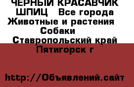 ЧЕРНЫЙ КРАСАВЧИК ШПИЦ - Все города Животные и растения » Собаки   . Ставропольский край,Пятигорск г.